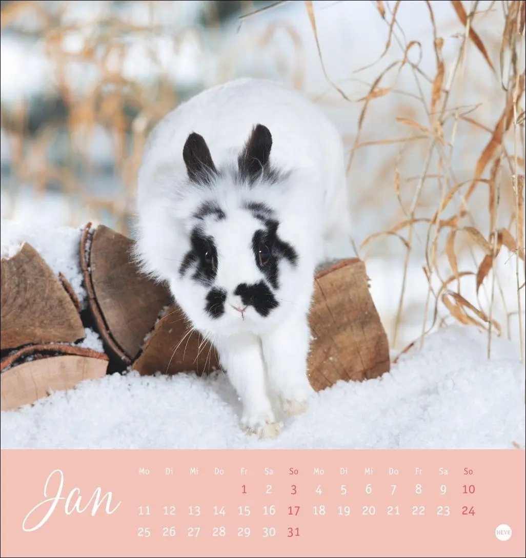 Bild: 9783756414987 | Süße Kaninchen Postkartenkalender 2027 | Oliver Giel | Kalender | 2027