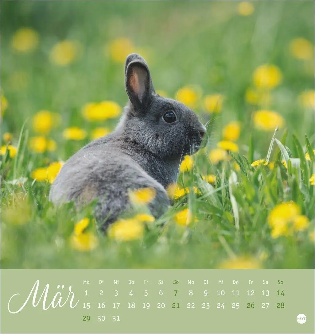Bild: 9783756414987 | Süße Kaninchen Postkartenkalender 2027 | Oliver Giel | Kalender | 2027