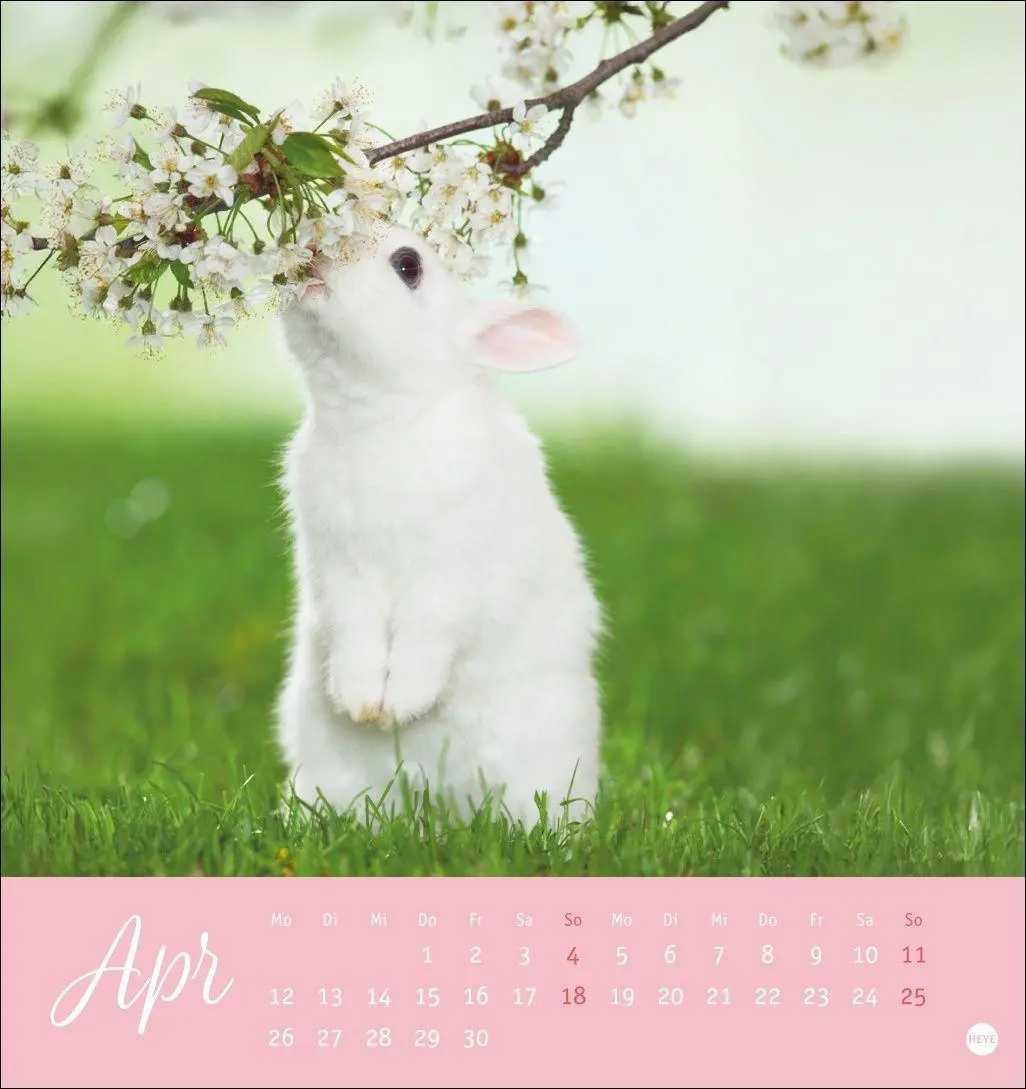 Bild: 9783756414987 | Süße Kaninchen Postkartenkalender 2027 | Oliver Giel | Kalender | 2027