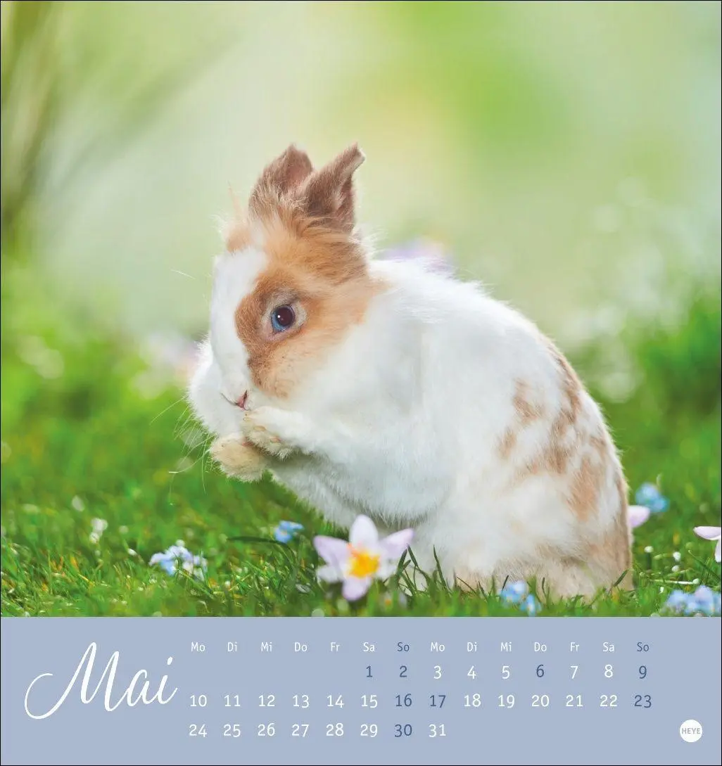 Bild: 9783756414987 | Süße Kaninchen Postkartenkalender 2027 | Oliver Giel | Kalender | 2027
