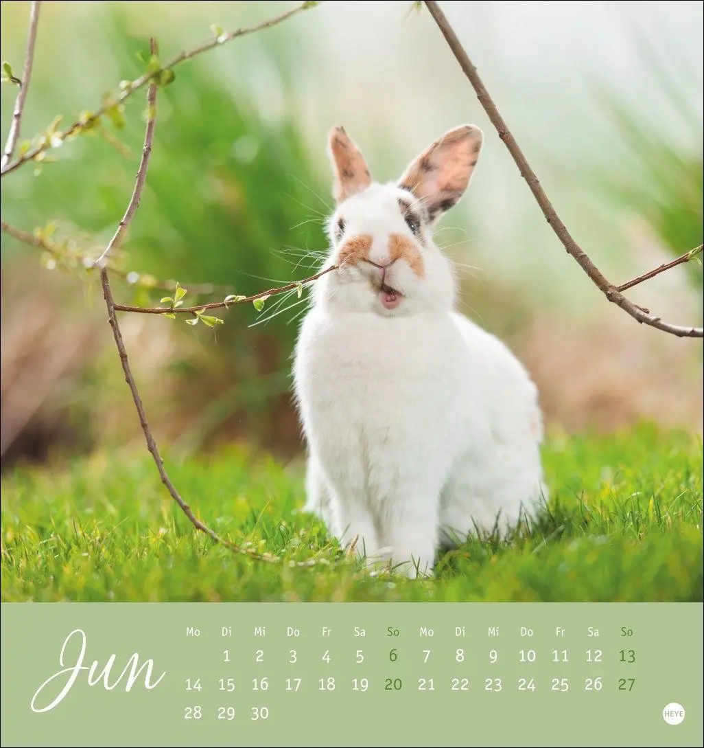 Bild: 9783756414987 | Süße Kaninchen Postkartenkalender 2027 | Oliver Giel | Kalender | 2027