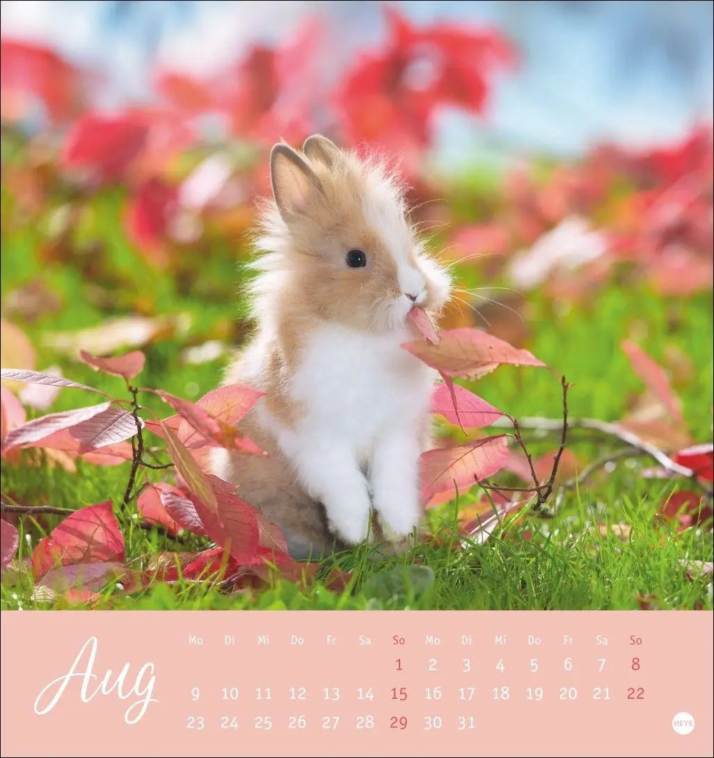 Bild: 9783756414987 | Süße Kaninchen Postkartenkalender 2027 | Oliver Giel | Kalender | 2027