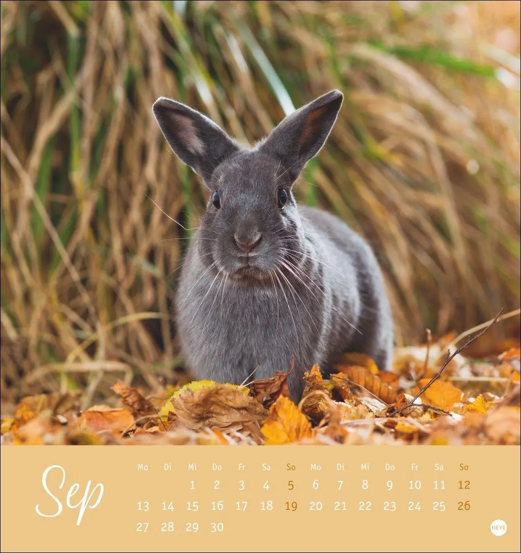 Bild: 9783756414987 | Süße Kaninchen Postkartenkalender 2027 | Oliver Giel | Kalender | 2027