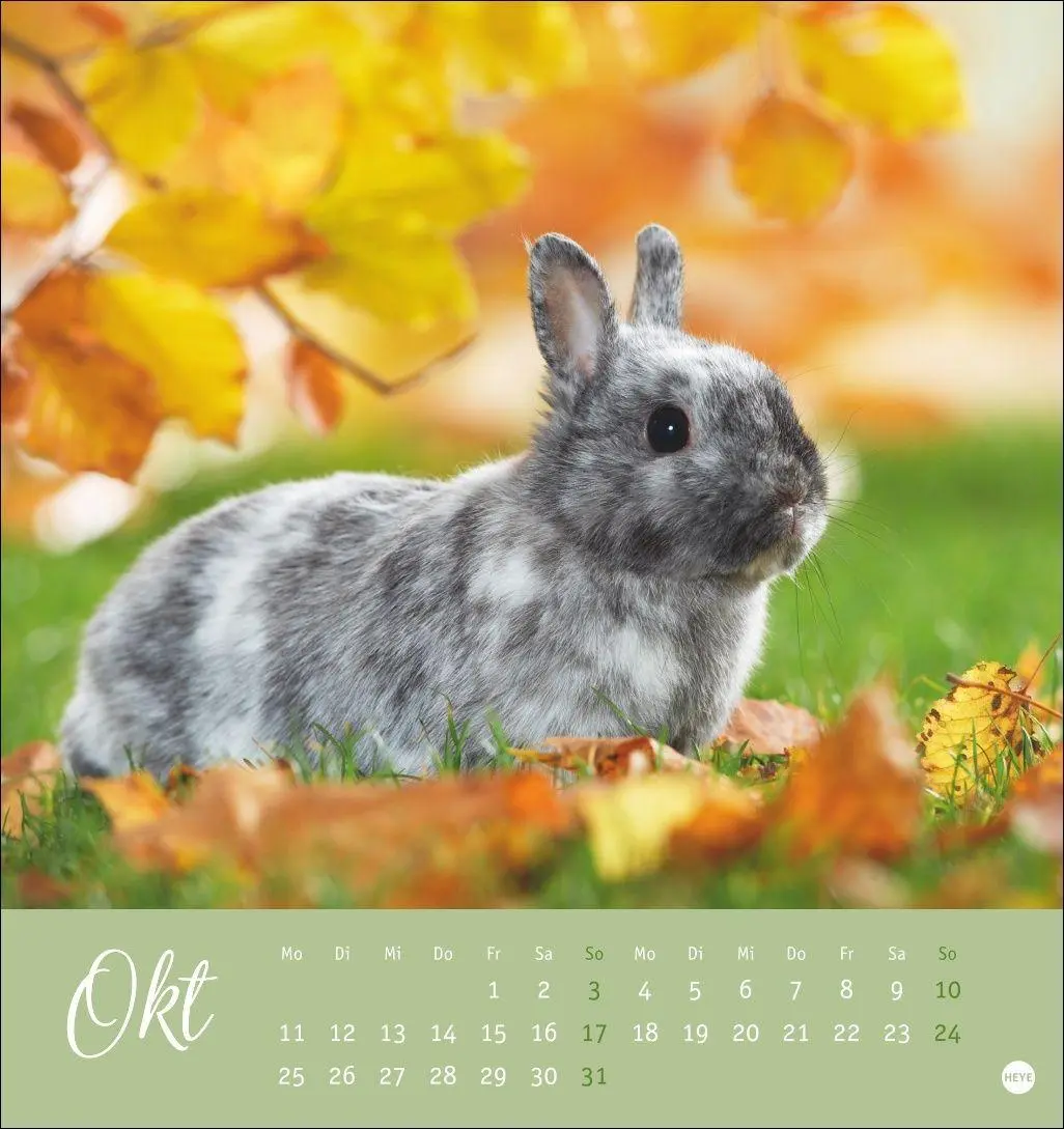 Bild: 9783756414987 | Süße Kaninchen Postkartenkalender 2027 | Oliver Giel | Kalender | 2027