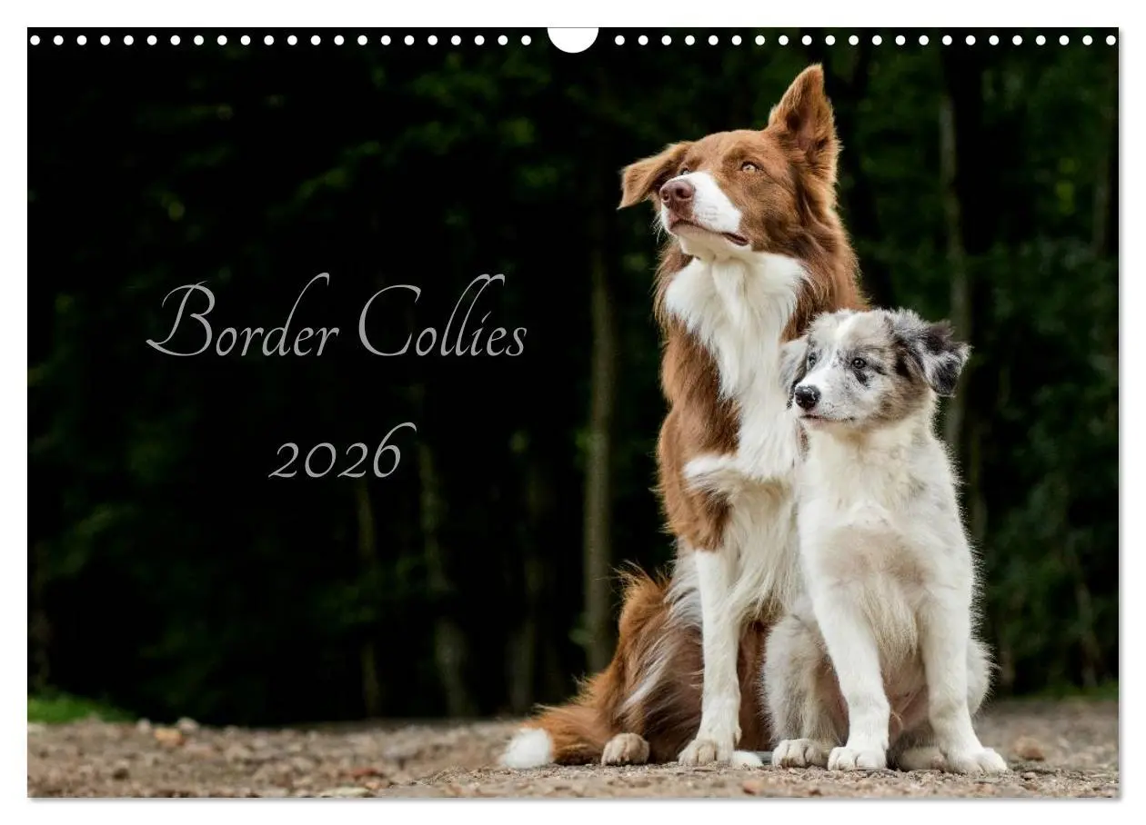 Cover: 9783516035087 | Border Collies 2026 (Wandkalender 2026 DIN A3 quer), CALVENDO...
