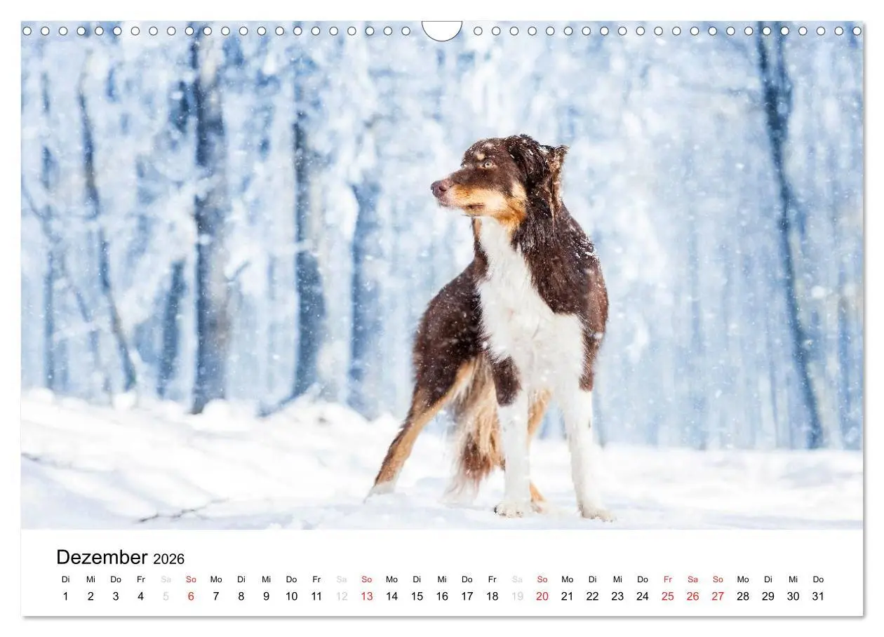 Bild: 9783516035087 | Border Collies 2026 (Wandkalender 2026 DIN A3 quer), CALVENDO...