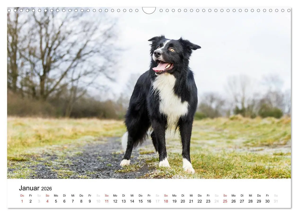 Bild: 9783516035087 | Border Collies 2026 (Wandkalender 2026 DIN A3 quer), CALVENDO...
