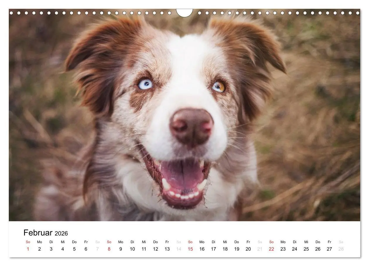 Bild: 9783516035087 | Border Collies 2026 (Wandkalender 2026 DIN A3 quer), CALVENDO...