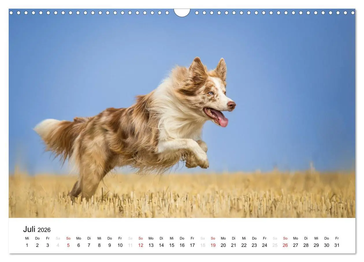 Bild: 9783516035087 | Border Collies 2026 (Wandkalender 2026 DIN A3 quer), CALVENDO...