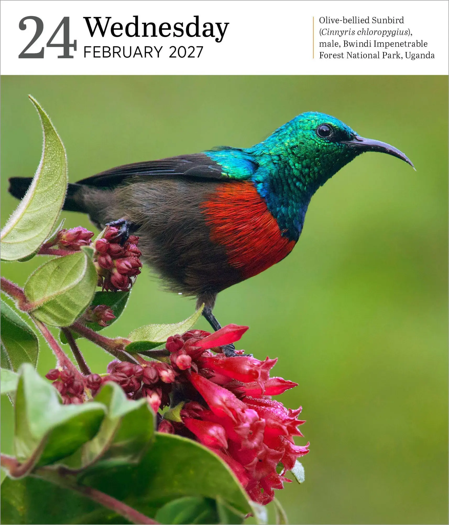 Bild: 9781523535187 | Audubon Nature Page-A-Day® Gallery Calendar Refill Pack 2027 | 2027
