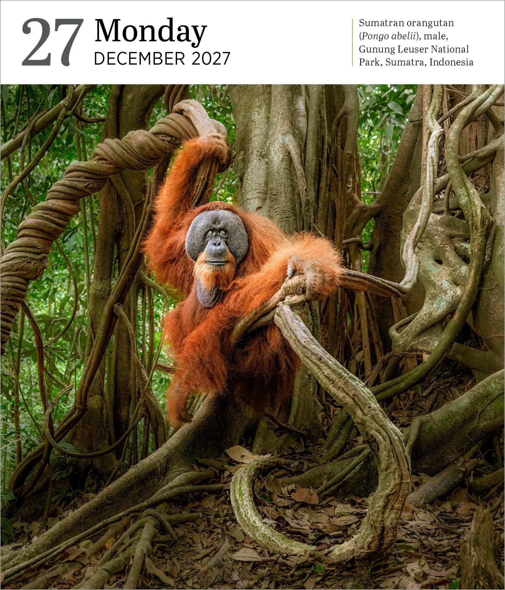 Bild: 9781523535187 | Audubon Nature Page-A-Day® Gallery Calendar Refill Pack 2027 | 2027