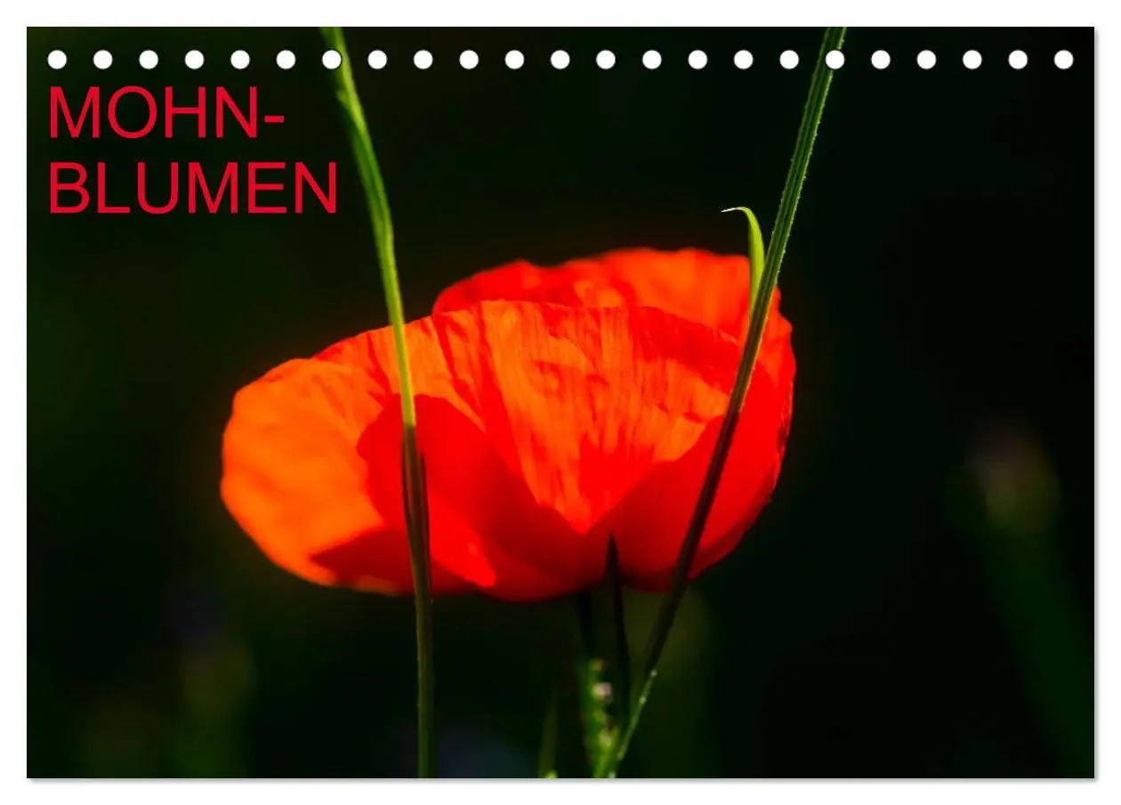 Cover: 9783516185287 | Mohnblumen (Tischkalender 2026 DIN A5 quer), CALVENDO Monatskalender