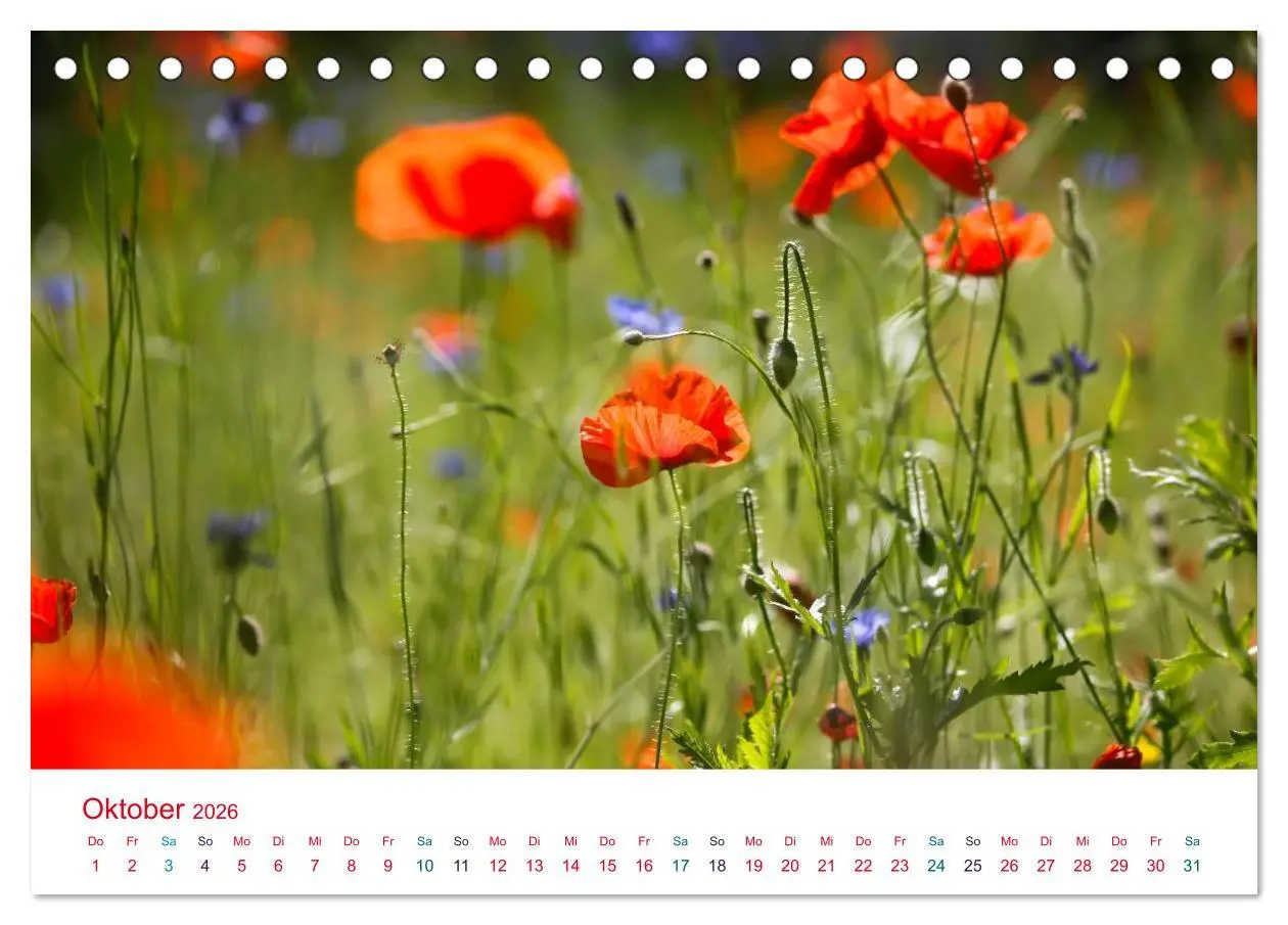 Bild: 9783516185287 | Mohnblumen (Tischkalender 2026 DIN A5 quer), CALVENDO Monatskalender