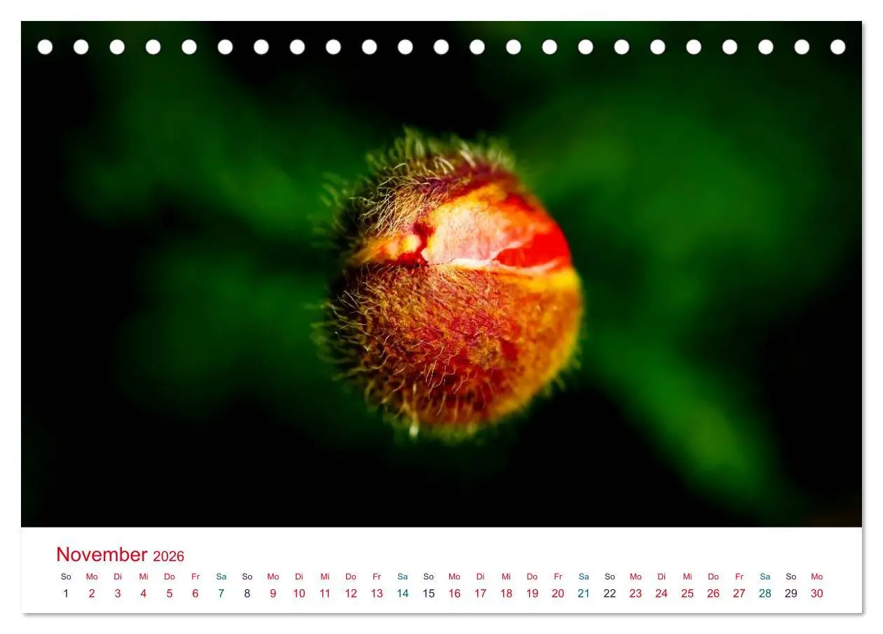 Bild: 9783516185287 | Mohnblumen (Tischkalender 2026 DIN A5 quer), CALVENDO Monatskalender
