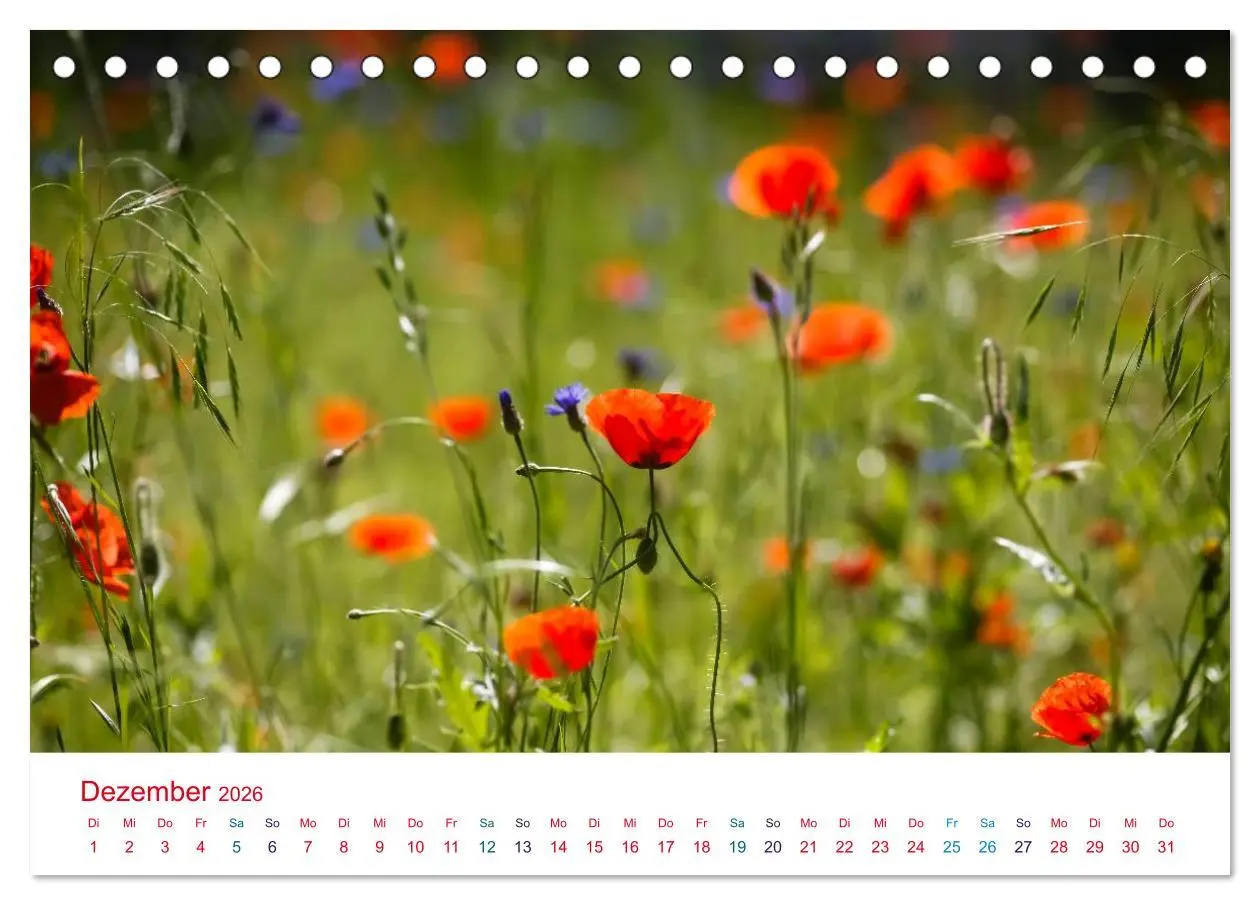 Bild: 9783516185287 | Mohnblumen (Tischkalender 2026 DIN A5 quer), CALVENDO Monatskalender