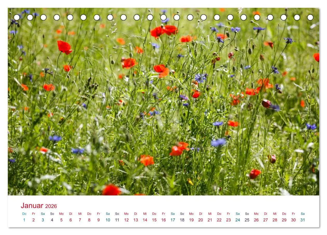 Bild: 9783516185287 | Mohnblumen (Tischkalender 2026 DIN A5 quer), CALVENDO Monatskalender