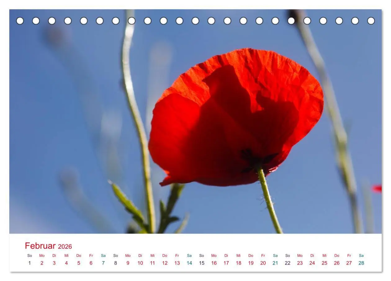 Bild: 9783516185287 | Mohnblumen (Tischkalender 2026 DIN A5 quer), CALVENDO Monatskalender