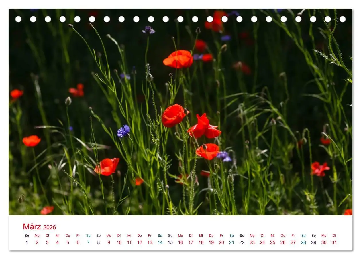 Bild: 9783516185287 | Mohnblumen (Tischkalender 2026 DIN A5 quer), CALVENDO Monatskalender