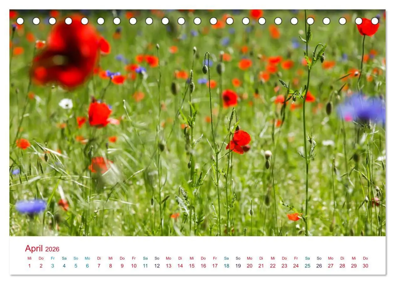 Bild: 9783516185287 | Mohnblumen (Tischkalender 2026 DIN A5 quer), CALVENDO Monatskalender