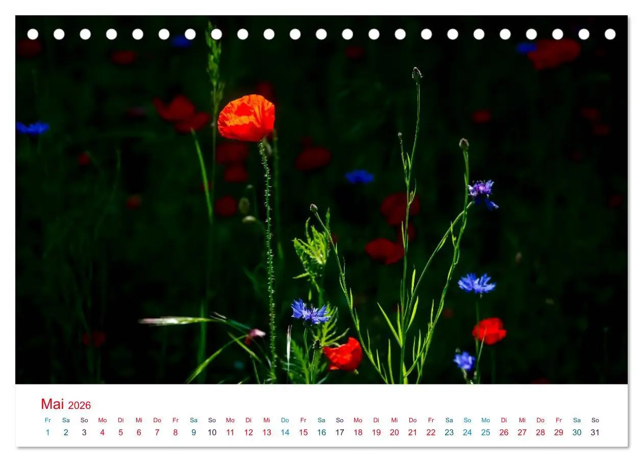 Bild: 9783516185287 | Mohnblumen (Tischkalender 2026 DIN A5 quer), CALVENDO Monatskalender
