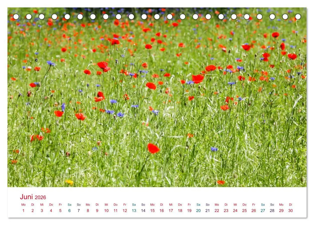 Bild: 9783516185287 | Mohnblumen (Tischkalender 2026 DIN A5 quer), CALVENDO Monatskalender