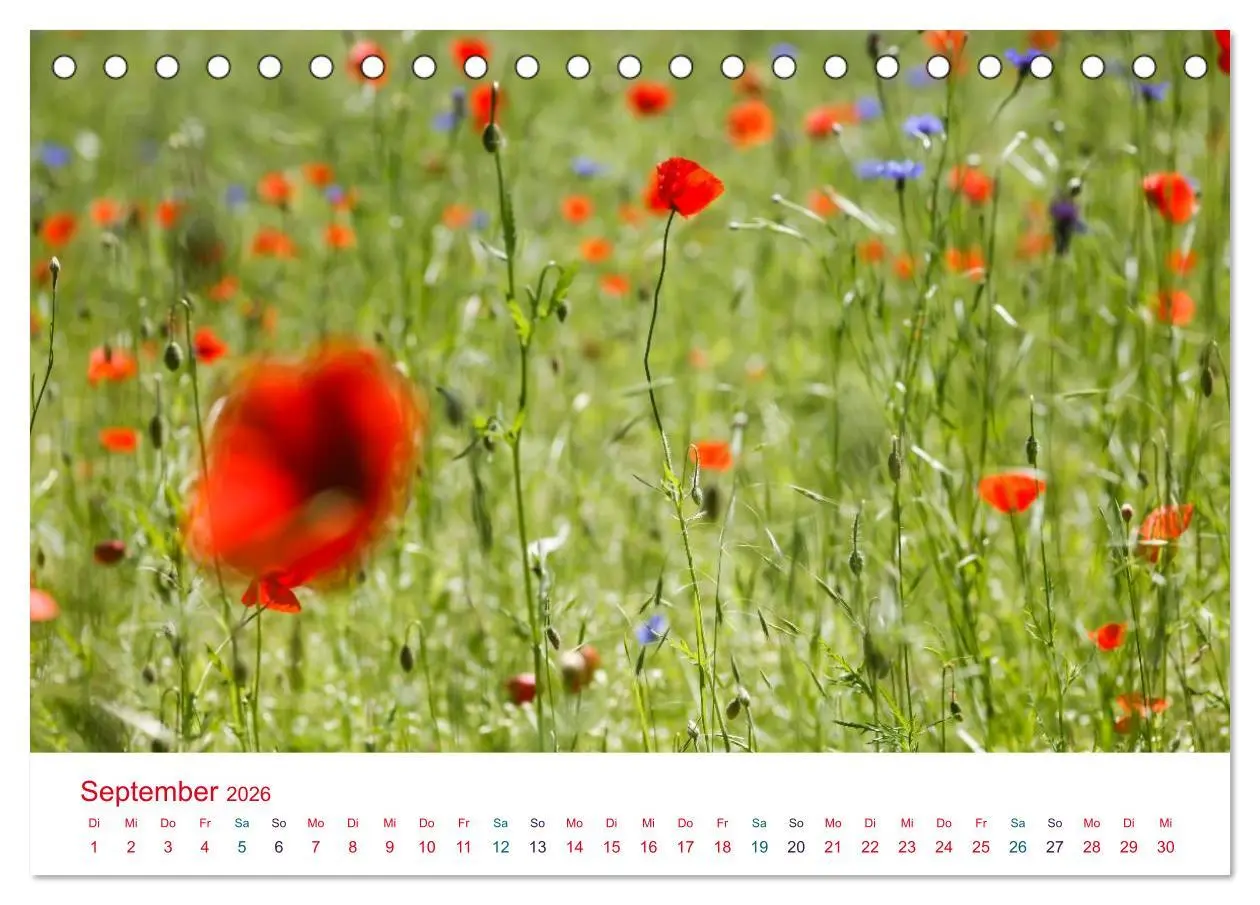 Bild: 9783516185287 | Mohnblumen (Tischkalender 2026 DIN A5 quer), CALVENDO Monatskalender