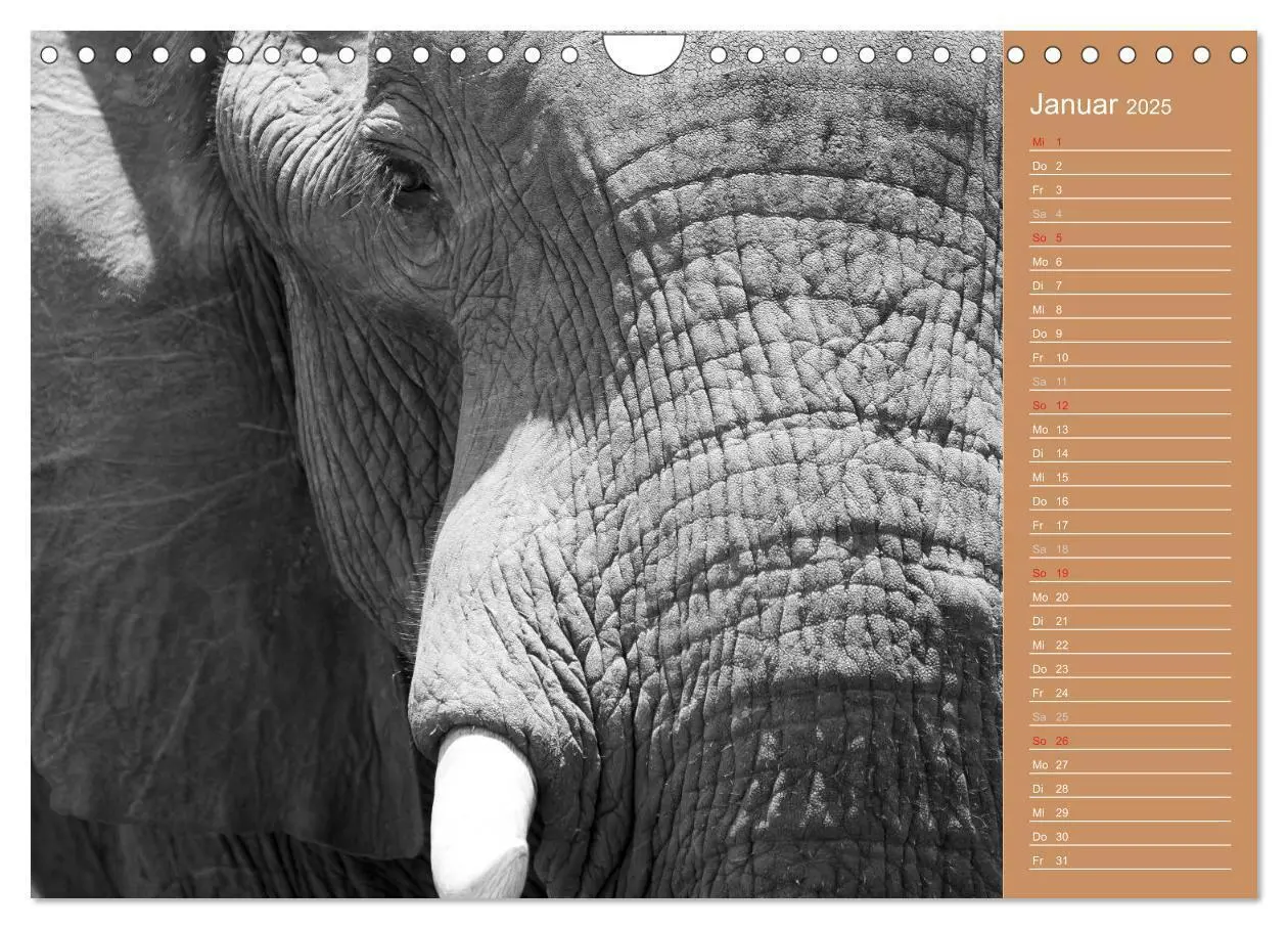 Bild: 9783435675487 | Afrika - Faszinierende Tierwelt (Wandkalender 2025 DIN A4 quer),...
