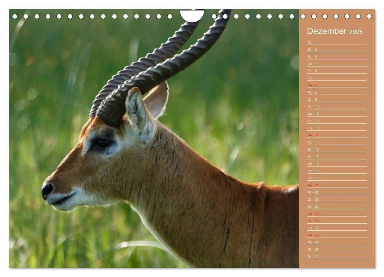 Bild: 9783435675487 | Afrika - Faszinierende Tierwelt (Wandkalender 2025 DIN A4 quer),...