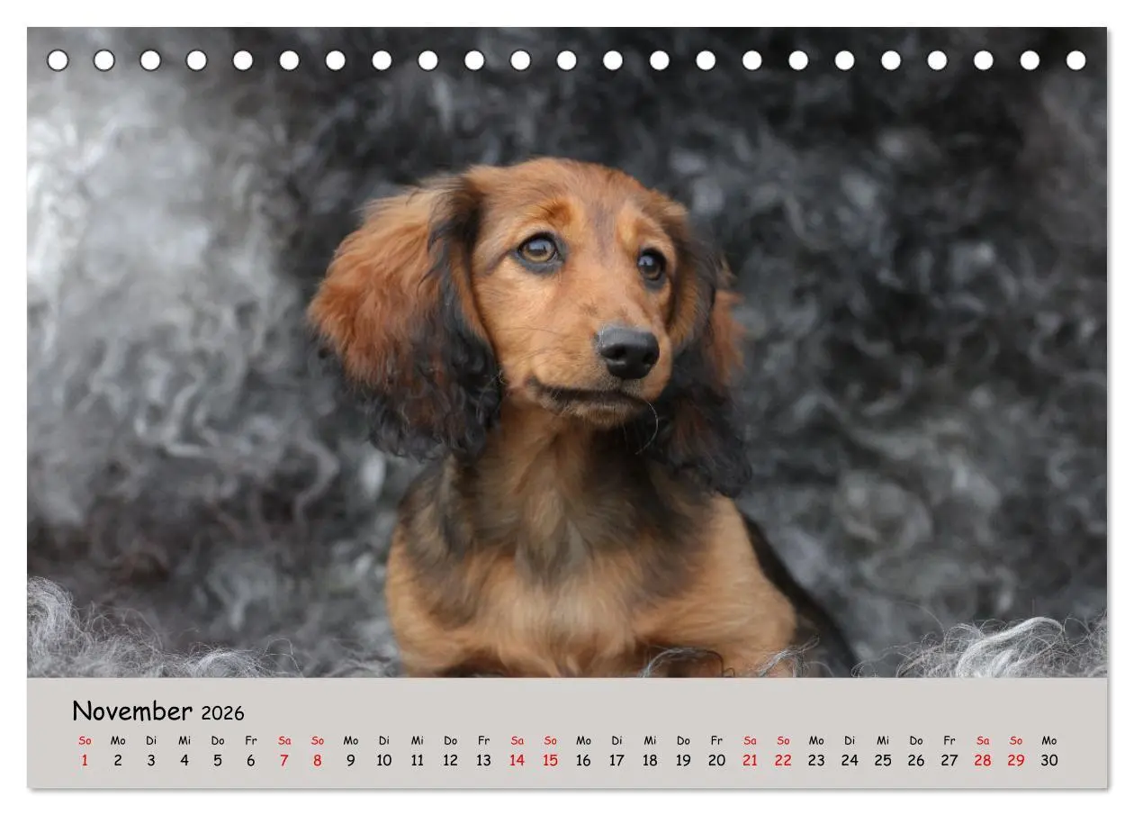 Bild: 9783457525487 | Zwergdackel von Kadi (Tischkalender 2026 DIN A5 quer), CALVENDO...