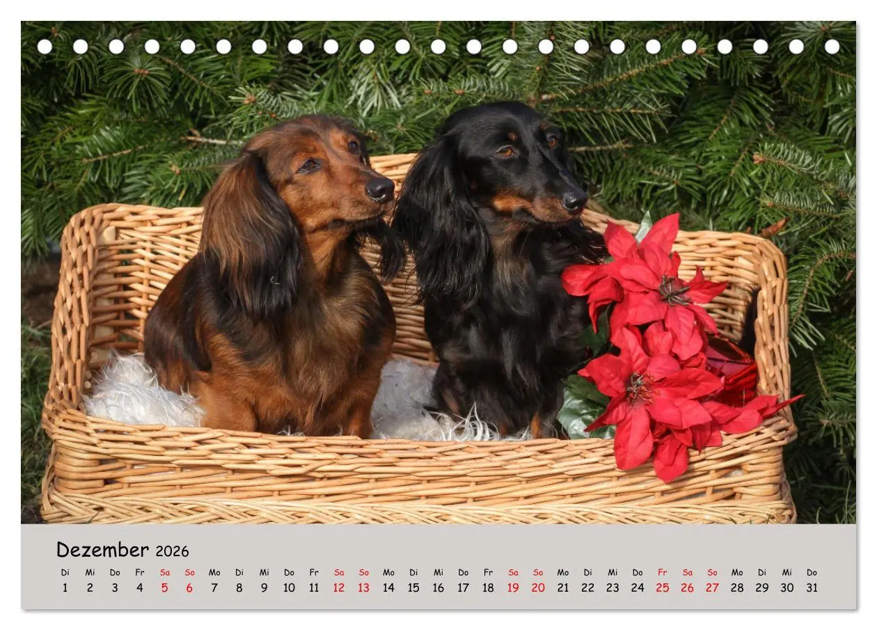 Bild: 9783457525487 | Zwergdackel von Kadi (Tischkalender 2026 DIN A5 quer), CALVENDO...