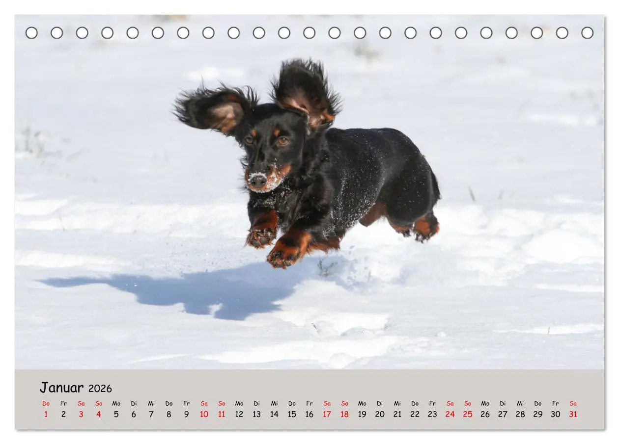 Bild: 9783457525487 | Zwergdackel von Kadi (Tischkalender 2026 DIN A5 quer), CALVENDO...
