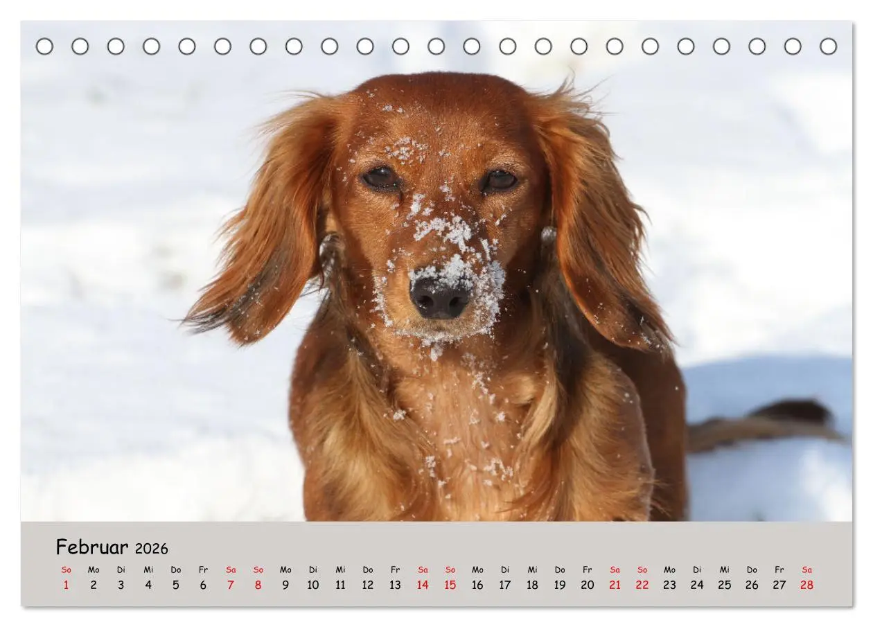 Bild: 9783457525487 | Zwergdackel von Kadi (Tischkalender 2026 DIN A5 quer), CALVENDO...