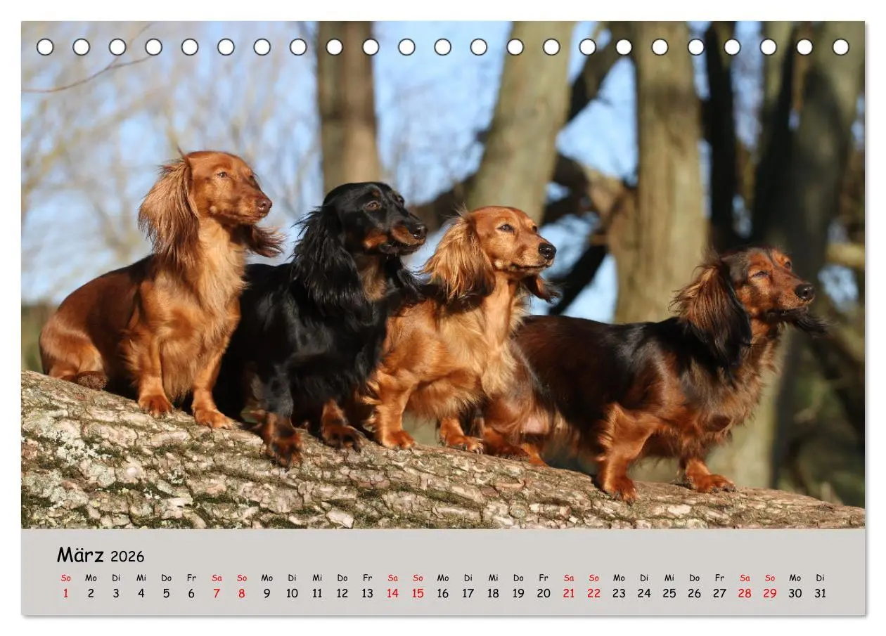 Bild: 9783457525487 | Zwergdackel von Kadi (Tischkalender 2026 DIN A5 quer), CALVENDO...