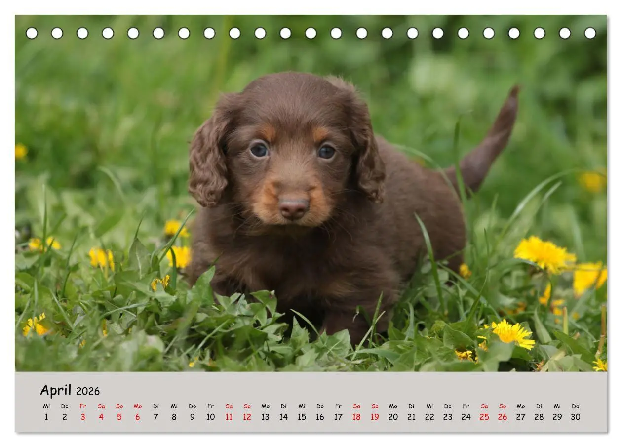 Bild: 9783457525487 | Zwergdackel von Kadi (Tischkalender 2026 DIN A5 quer), CALVENDO...