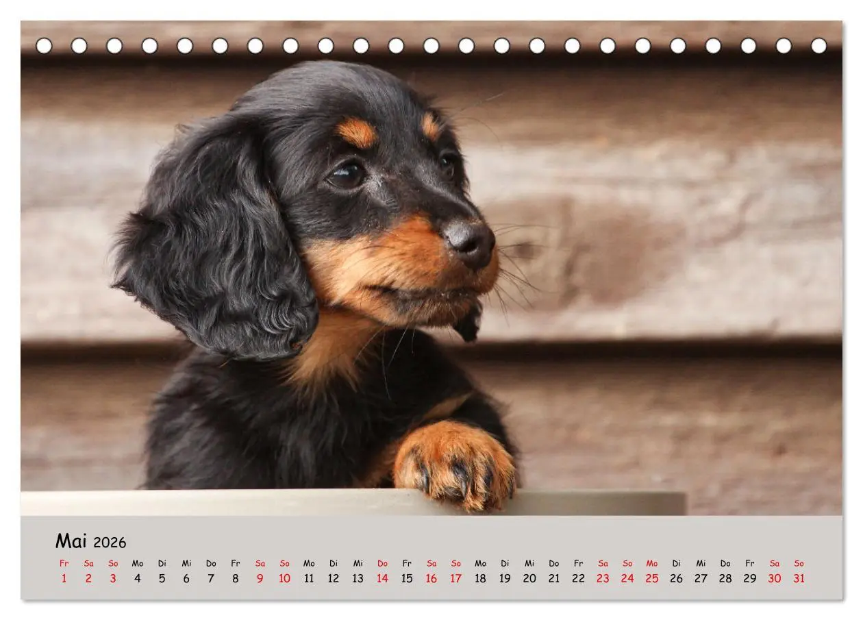 Bild: 9783457525487 | Zwergdackel von Kadi (Tischkalender 2026 DIN A5 quer), CALVENDO...