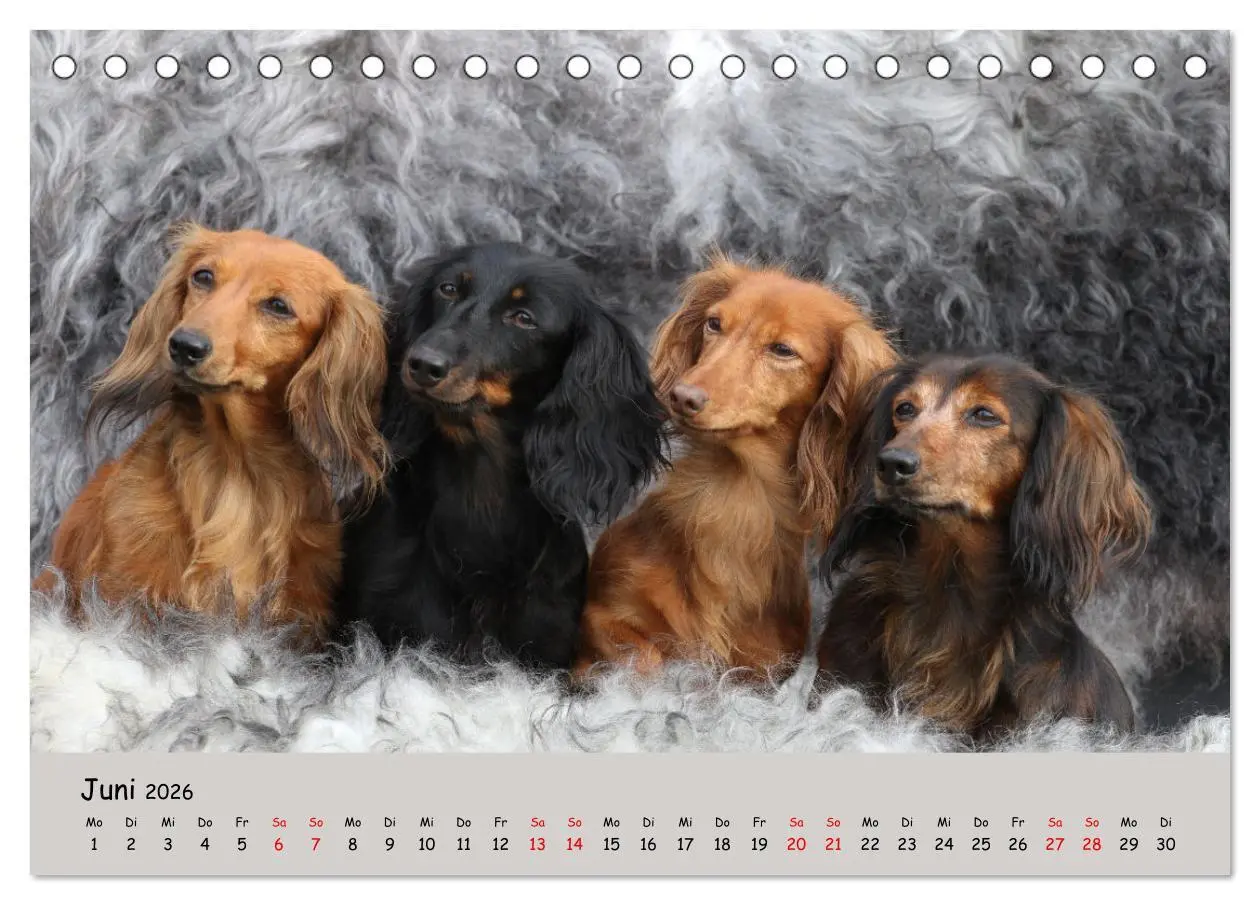 Bild: 9783457525487 | Zwergdackel von Kadi (Tischkalender 2026 DIN A5 quer), CALVENDO...