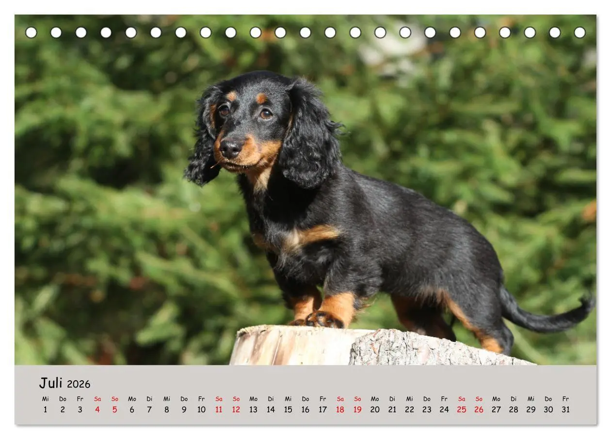 Bild: 9783457525487 | Zwergdackel von Kadi (Tischkalender 2026 DIN A5 quer), CALVENDO...