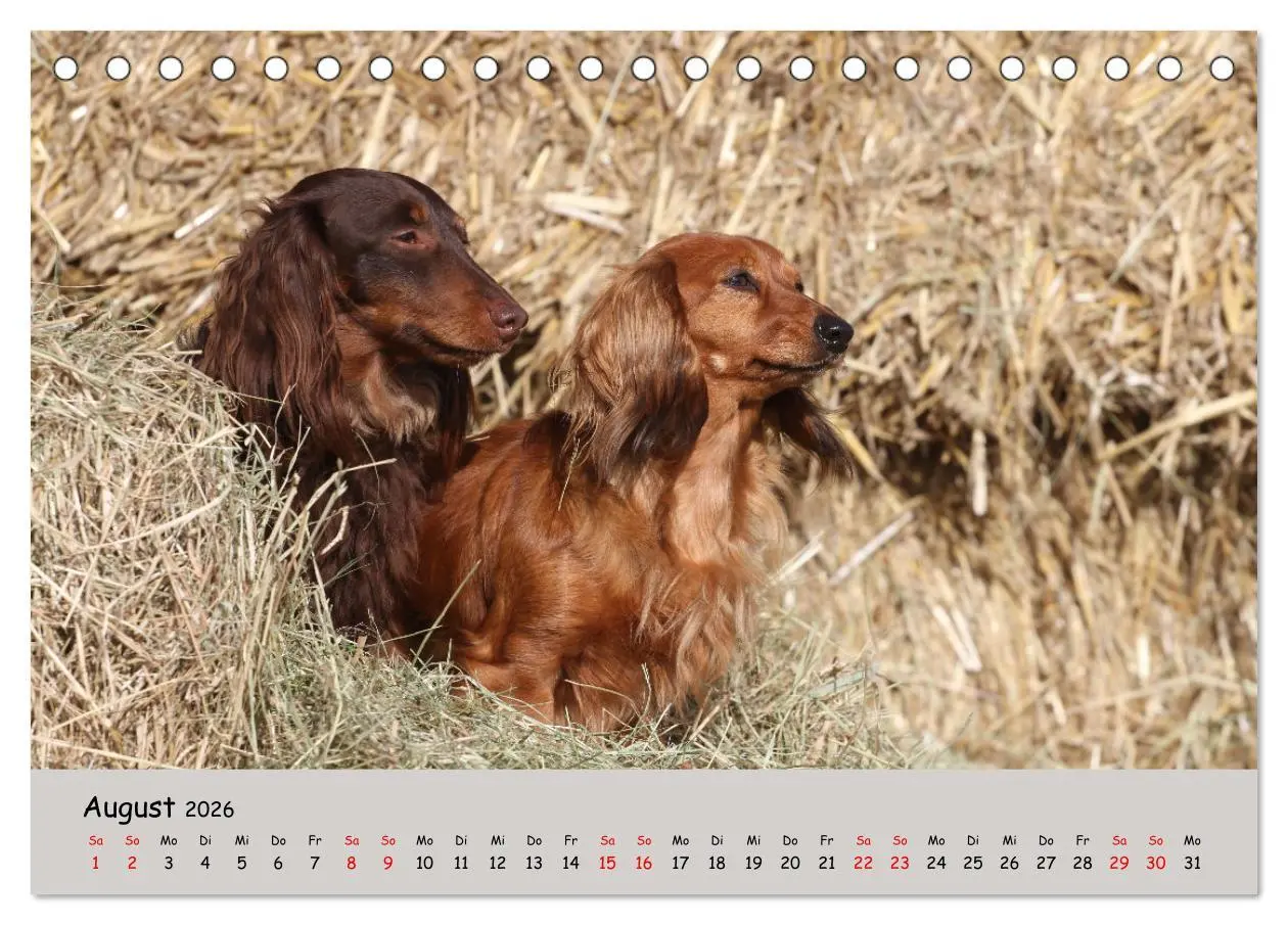 Bild: 9783457525487 | Zwergdackel von Kadi (Tischkalender 2026 DIN A5 quer), CALVENDO...