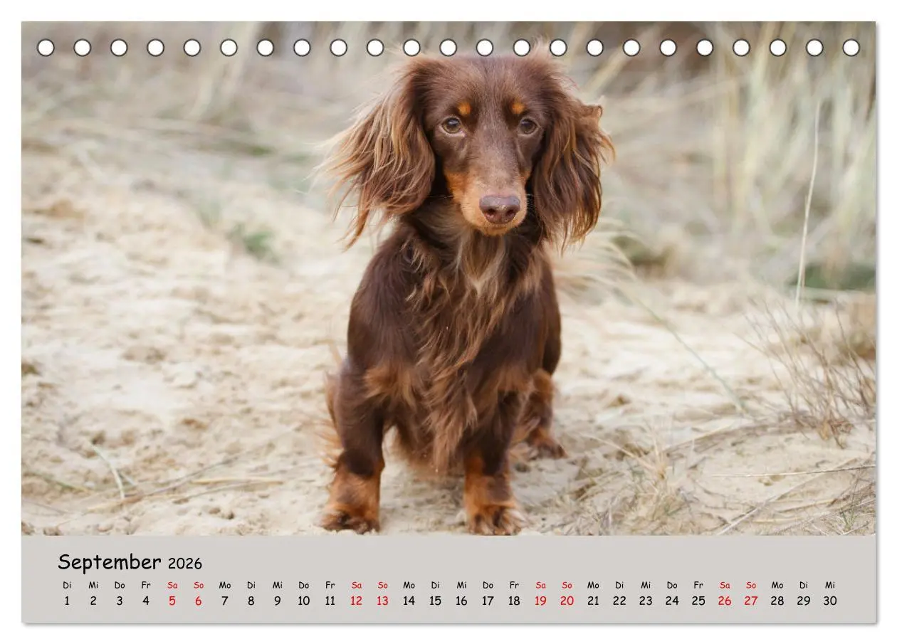 Bild: 9783457525487 | Zwergdackel von Kadi (Tischkalender 2026 DIN A5 quer), CALVENDO...