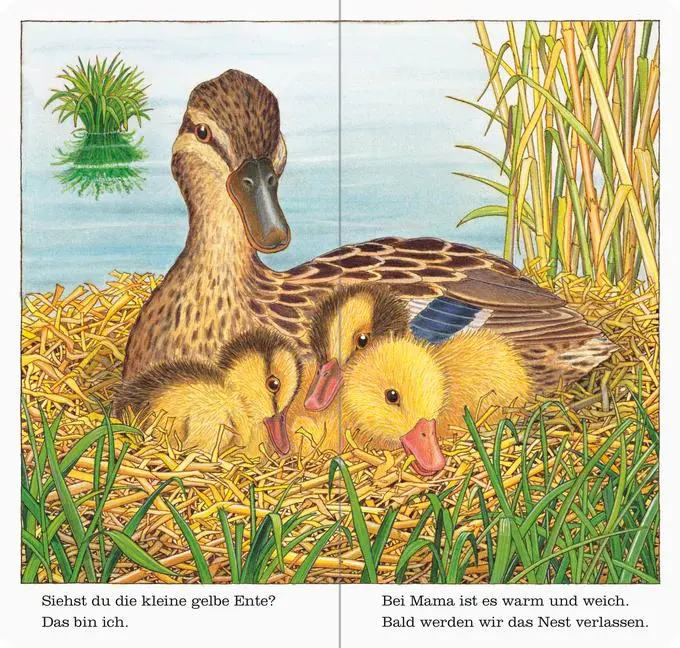 Bild: 9783473435487 | Ich bin die kleine Ente | Helmut Spanner | Buch | 24 S. | Deutsch