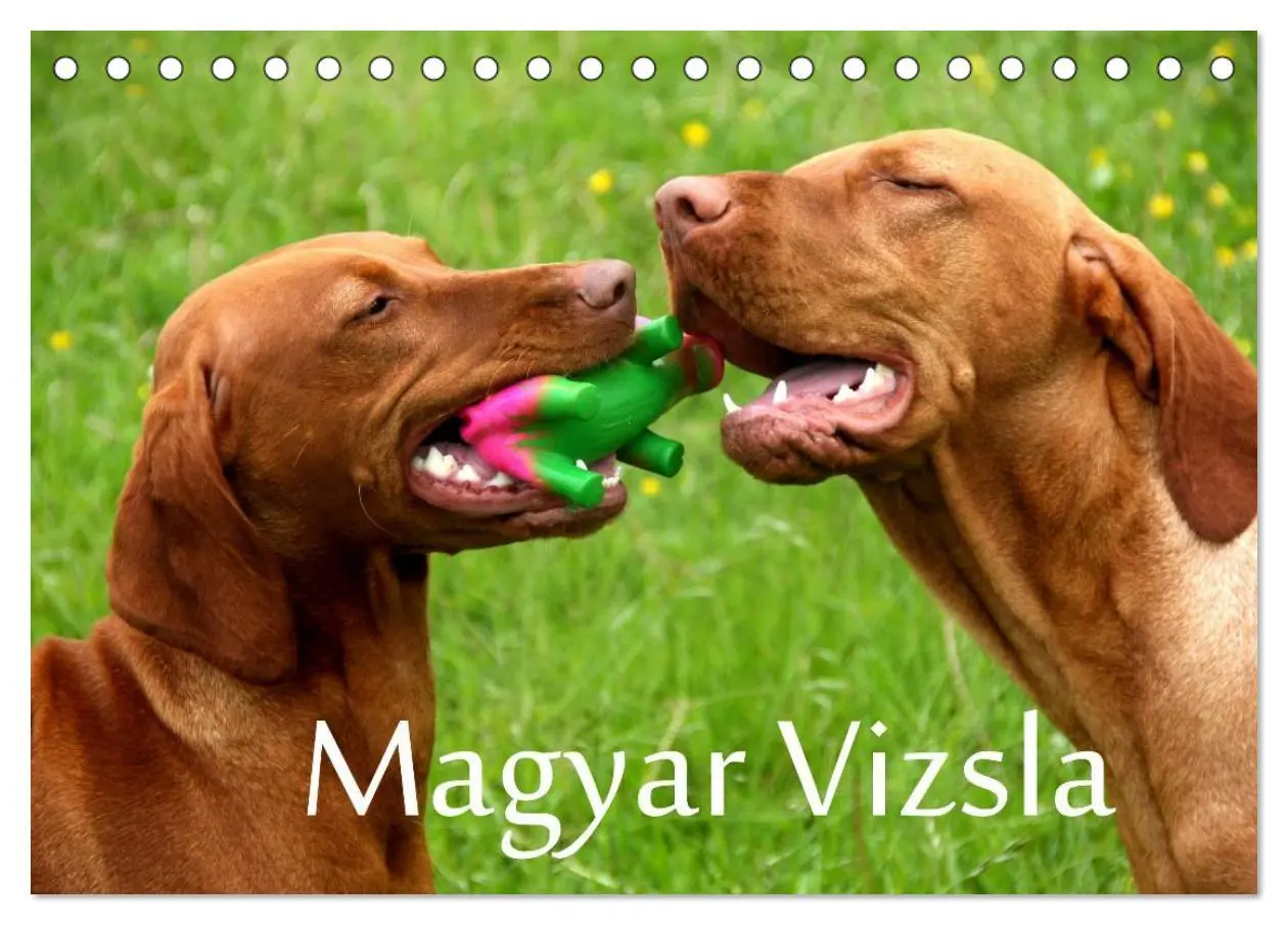 Cover: 9783516165487 | Magyar Vizsla (Tischkalender 2026 DIN A5 quer), CALVENDO...