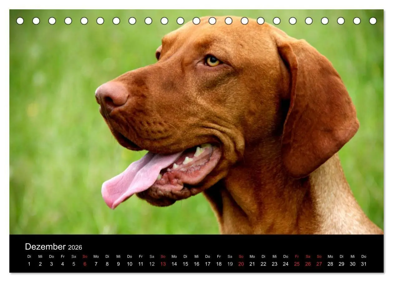 Bild: 9783516165487 | Magyar Vizsla (Tischkalender 2026 DIN A5 quer), CALVENDO...