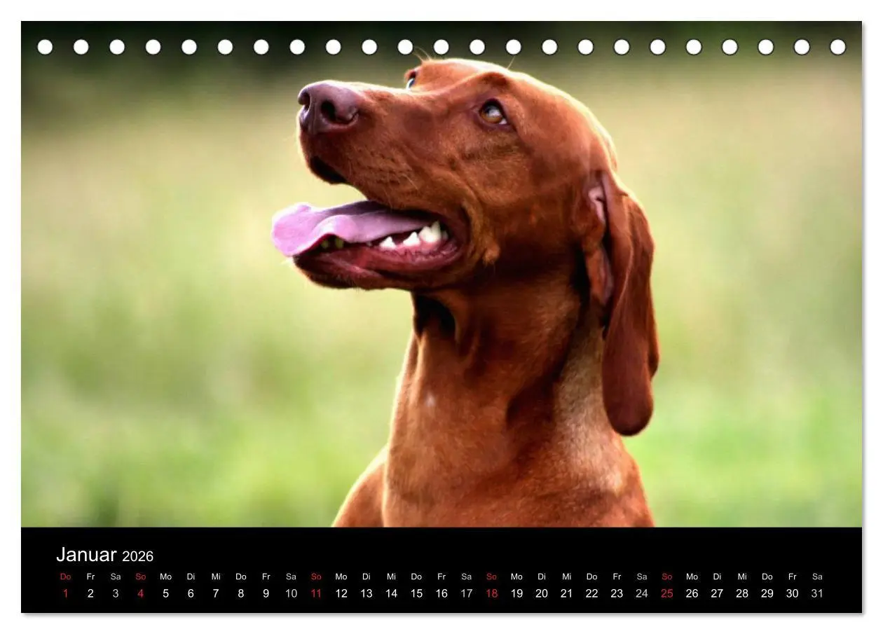 Bild: 9783516165487 | Magyar Vizsla (Tischkalender 2026 DIN A5 quer), CALVENDO...