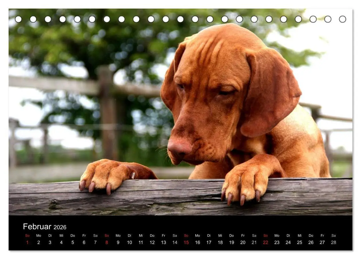 Bild: 9783516165487 | Magyar Vizsla (Tischkalender 2026 DIN A5 quer), CALVENDO...