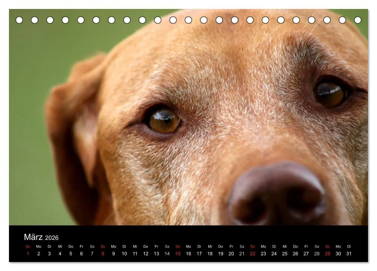 Bild: 9783516165487 | Magyar Vizsla (Tischkalender 2026 DIN A5 quer), CALVENDO...