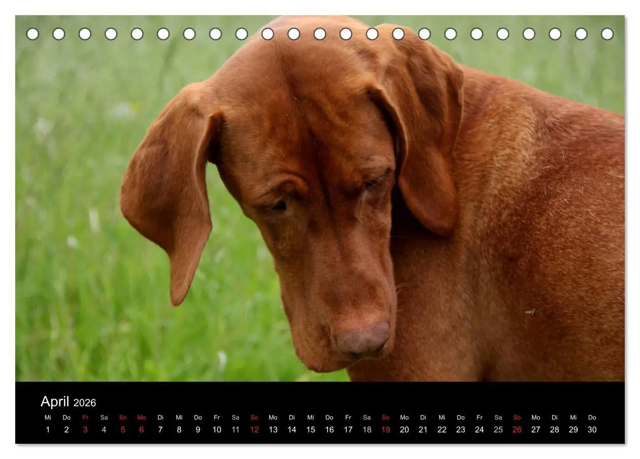 Bild: 9783516165487 | Magyar Vizsla (Tischkalender 2026 DIN A5 quer), CALVENDO...