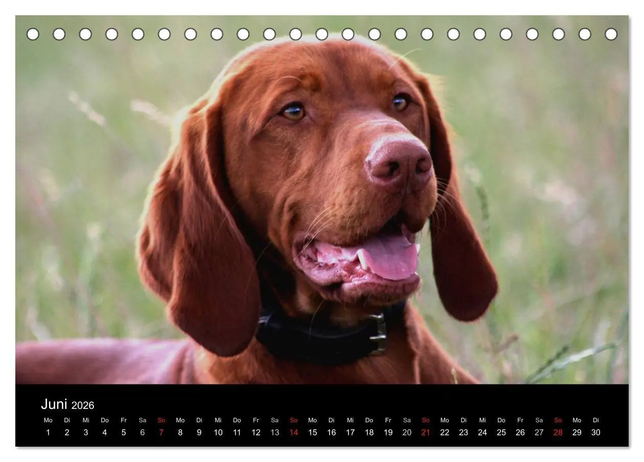 Bild: 9783516165487 | Magyar Vizsla (Tischkalender 2026 DIN A5 quer), CALVENDO...