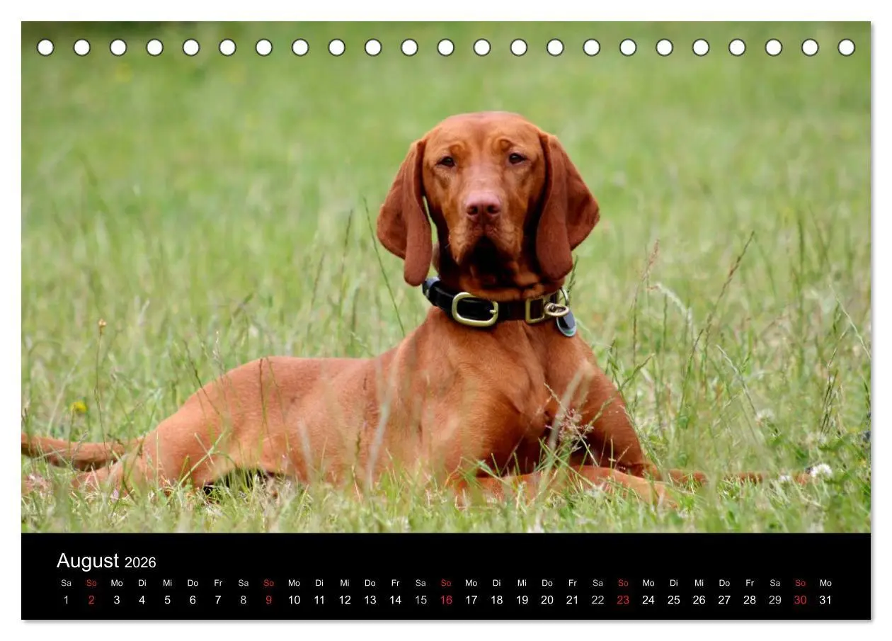Bild: 9783516165487 | Magyar Vizsla (Tischkalender 2026 DIN A5 quer), CALVENDO...