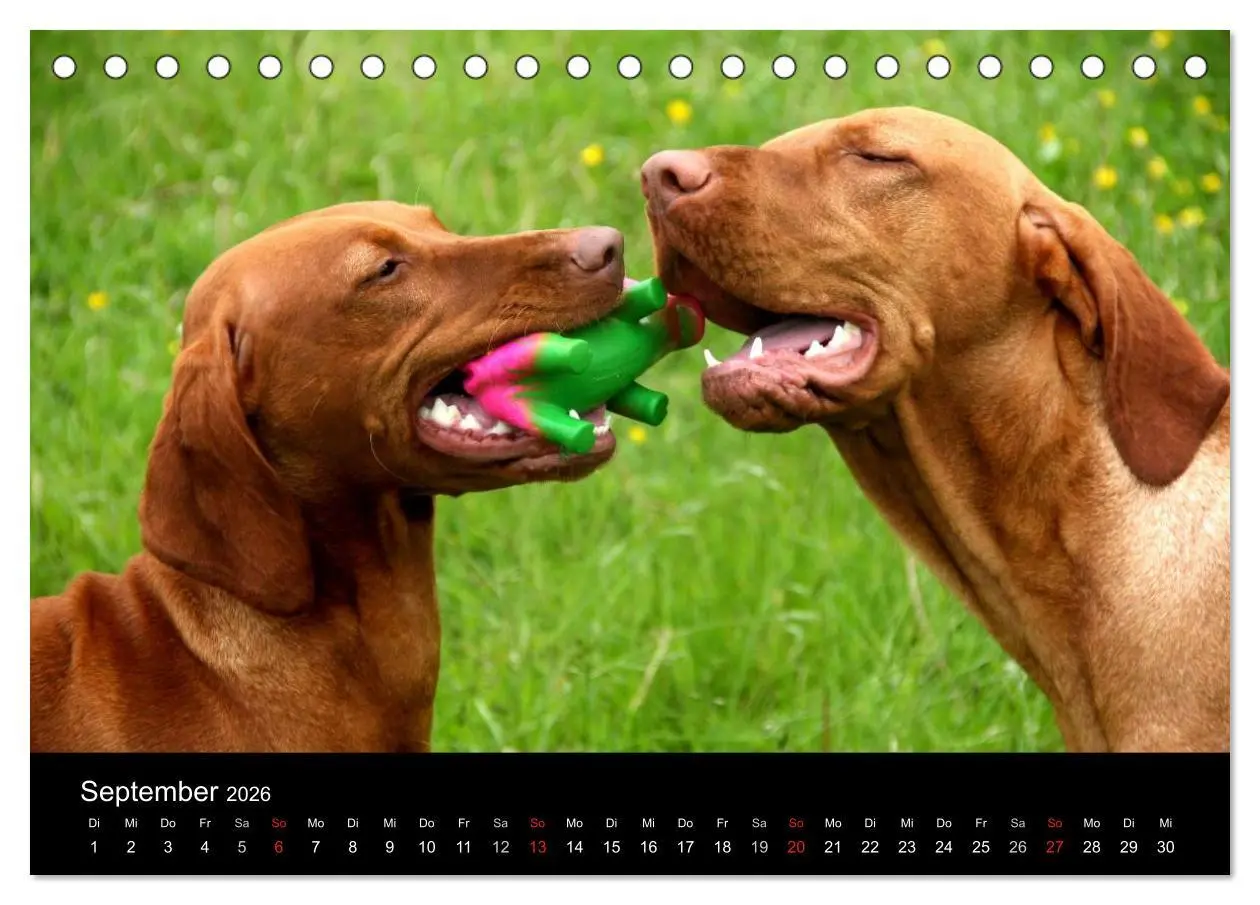 Bild: 9783516165487 | Magyar Vizsla (Tischkalender 2026 DIN A5 quer), CALVENDO...
