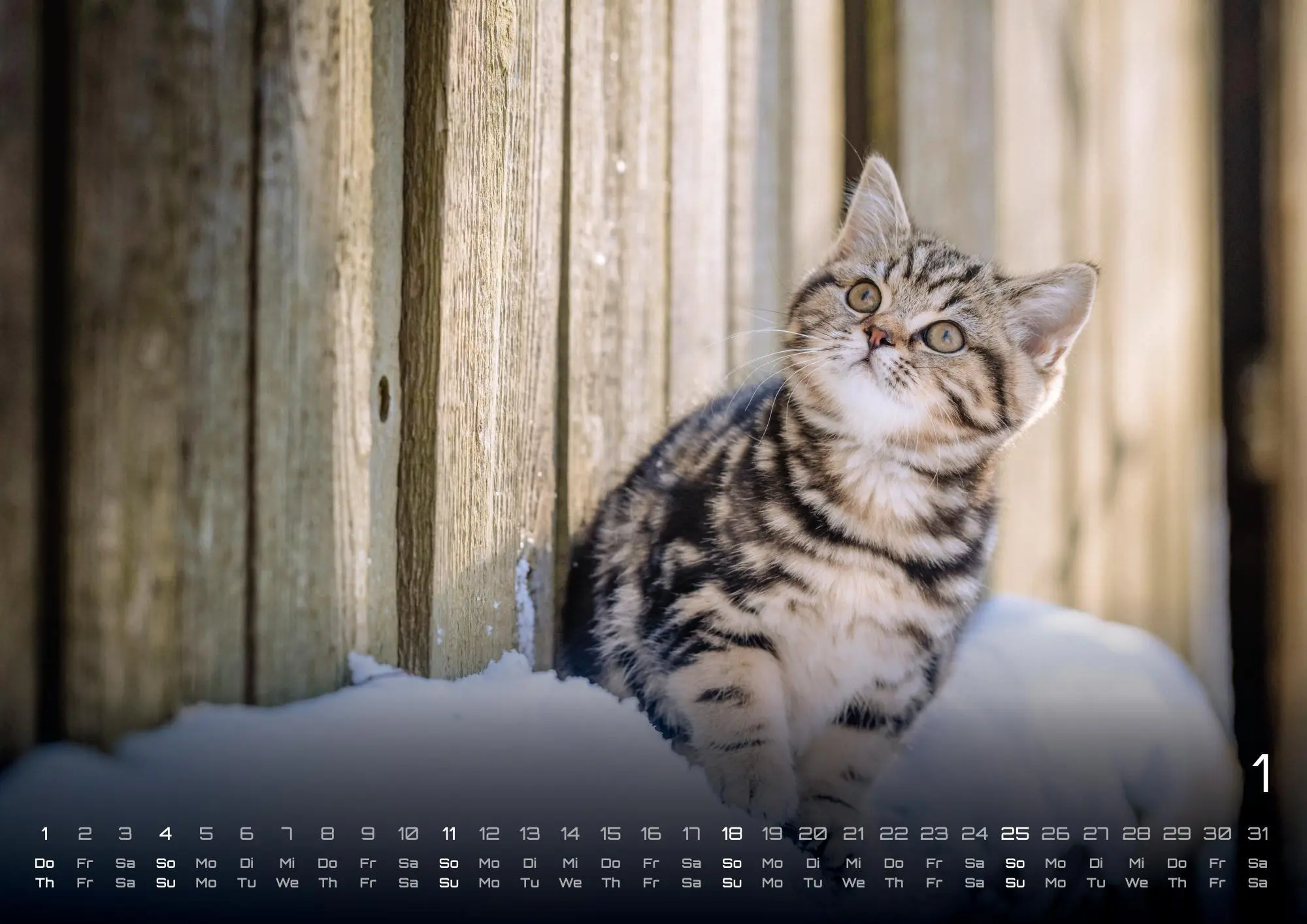 Bild: 9783986735487 | Miau Kids - kleine Tiger ganz groß - Der Katzenkalender - 2026 -...